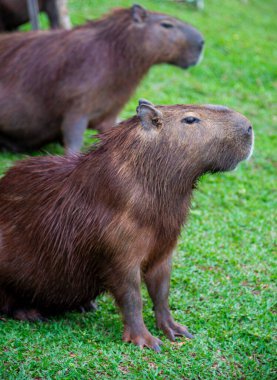 Capybaras bir göl kenarında dinleniyor