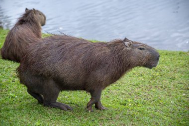 Capybaras bir göl kenarında dinleniyor