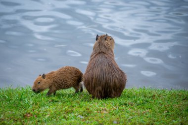 Capybaras bir göl kenarında dinleniyor