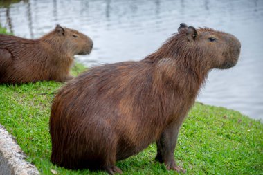 Capybaras bir göl kenarında dinleniyor