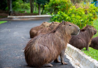Capybaras bir göl kenarında dinleniyor