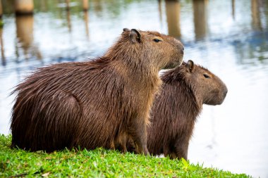 Capybaras bir göl kenarında dinleniyor
