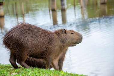 Capybaras bir göl kenarında dinleniyor
