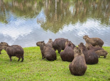 Capybaras bir göl kenarında dinleniyor
