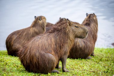 Capybaras bir göl kenarında dinleniyor