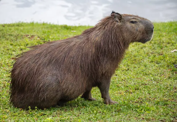 Capybaras bir göl kenarında dinleniyor
