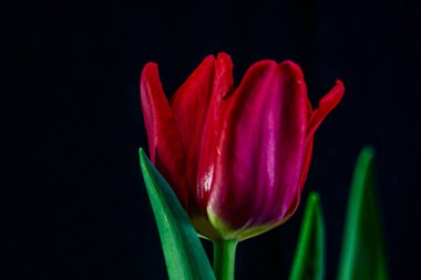 Siyah arkaplandaki kırmızı laleleri kapat