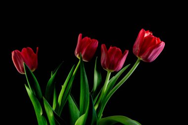 Siyah arkaplandaki kırmızı laleleri kapat