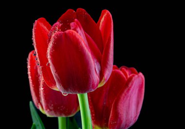 Siyah arkaplandaki kırmızı laleleri kapat