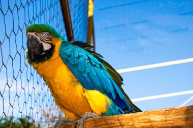 Sarı ve mavi bir papağan kuşunun yakın çekimi.