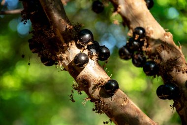 Ağaçtaki bazı jabuticabas 'ların detayları