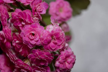 Kalonchoe çiçeğini kapat. 