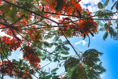 Brezilya, Goiania 'daki göz alıcı bir ağacın detayları