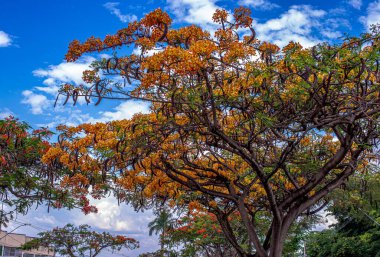 Brezilya, Goiania 'daki göz alıcı bir ağacın detayları