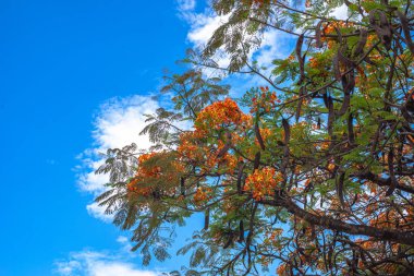 Brezilya, Goiania 'daki göz alıcı bir ağacın detayları