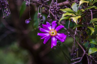 Anemone çiçeğinin ayrıntıları