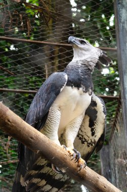 Hayvanat bahçesindeki bir kartalın yakın görüntüsü