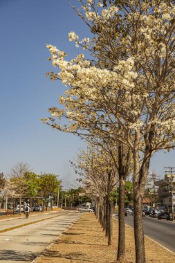 Brezilya, Goiania 'da beyaz bir ipe ağacı