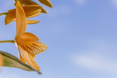 beyaz arkaplanda turuncu orkide