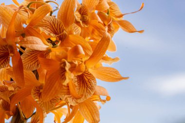 beyaz arkaplanda turuncu orkide