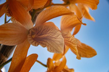 beyaz arkaplanda turuncu orkide