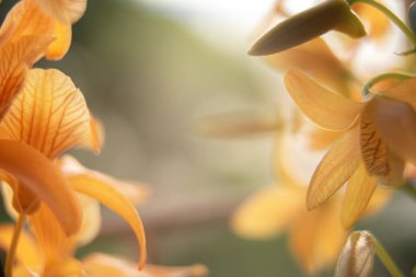 beyaz arkaplanda turuncu orkide