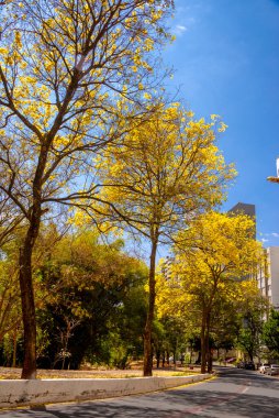 View of 'Alameda das Rosas ' in Goiania, Brazil