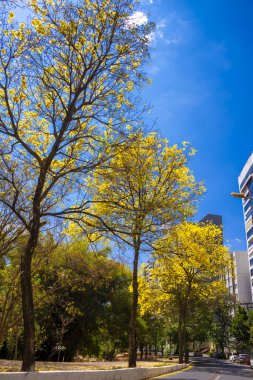 View of 'Alameda das Rosas ' in Goiania, Brazil