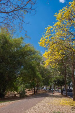 View of 'Alameda das Rosas ' in Goiania, Brazil