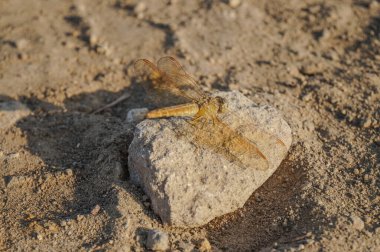 Kumlu arka planı olan bir kayanın üzerinde dinlenen bir yusufçuğun yakın çekimi. Doğal ortamda böceklerin makro fotoğrafçılığı