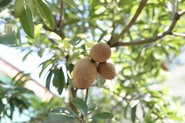 Sapodilla meyvesi ağaçta yetişir