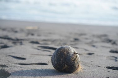 Hindistan cevizleri sahile vurmuş.