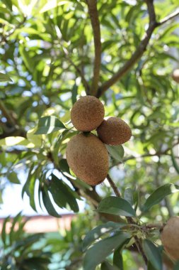 Tropik bir bahçede yemyeşil yaprakların arasında olgunlaşan kahverengi sapodilla meyvelerinden oluşan bir küme.