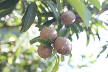 Kahverengi sapodilla meyvesi yeşil yapraklı bir ağaçta yetişir..