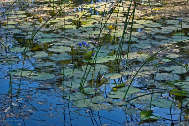 Mavi nilüferlerle dolu güzel bir gölet.