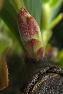 Tazmanya Myrtle tomurcuğu şeklinde ölü bir ağaçtan yeni bir hayat doğuyor..