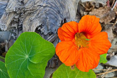 Tazmanya 'da yabani ot olarak yetişen Nasturtium çiçeği                               
