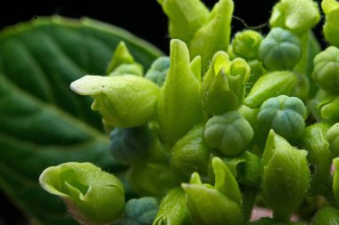 Cowslip Creeper 'ın Makro resmi