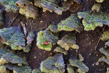  Ağaç gövdesine eklenmiş Yeşil Çoklu Gözenek Mantarı                           
