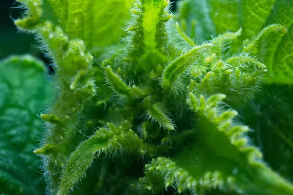 Thistle 'ın orman zemininde büyüyen makro görüntüsü