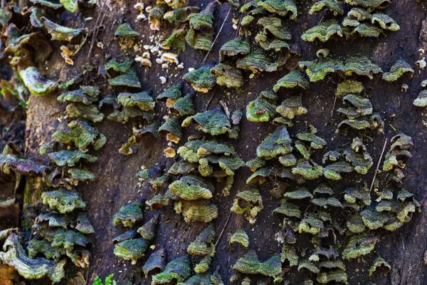 Ağaç gövdesine eklenmiş Yeşil Çoklu Gözenek Mantarı                                    
