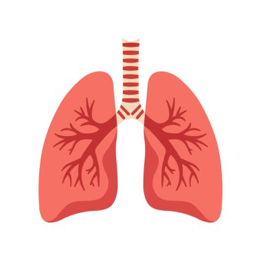 Akciğerlerin anatomisi Organ Sistemi vektör çizimi.