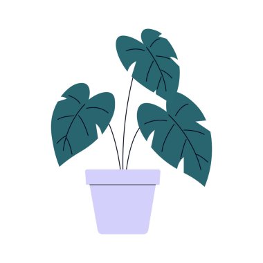 Monstera deliciosa ev bitkisi bir kap vektör illüstrasyonunda.