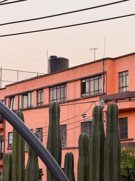 Mexico City 'de turuncu boyalı bir binanın önünde uzun bir kaktüs ve görünür elektrik kabloları duruyor..