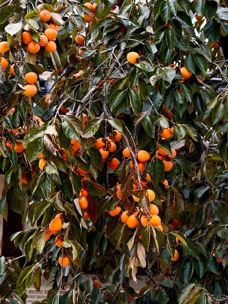 Olgun portakallı ve koyu yeşil yapraklı bir Kore ağacı..