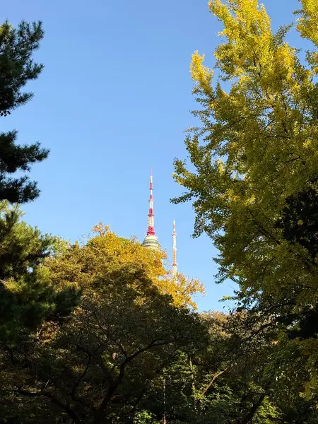 Seul 'deki N Kulesi, altın saat ışığında yeşil ağaçların üzerinde yükseliyor..