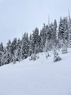 Soğuk bir kış günü kayak dağında tamamen karla kaplanmış çam ağaçları..