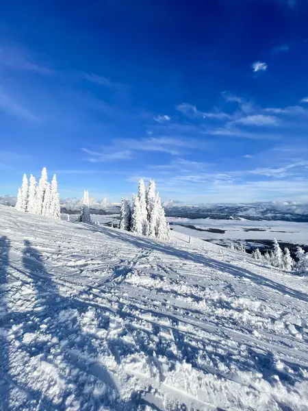 Bir kış günü güneşli mavi gökyüzünün altında ağaçlarla kaplı kayak dağı..