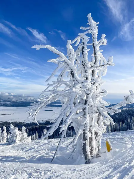 Kış boyunca kayak dağındaki güneşli mavi gökyüzünün altında tamamen karla kaplı bir ağaç..