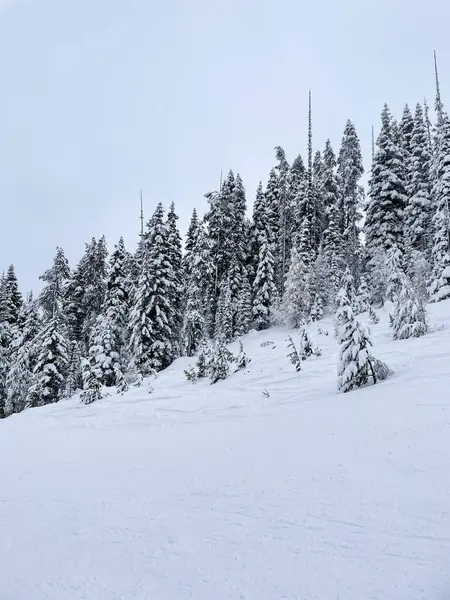 Soğuk bir kış günü kayak dağında tamamen karla kaplanmış çam ağaçları..